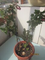 Изображение 290.jpg