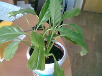 Спацифилум 1.jpg