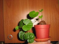 Диоскорея Элефанта.jpg