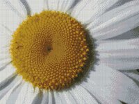 Ромашка большая.jpg