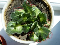 фиалка май 2012 обгрыз.jpg