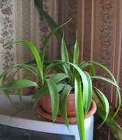 щучий хвост2.jpg