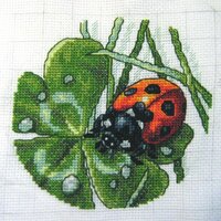 Божья коровка.jpg