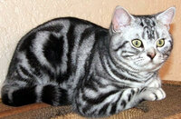 American-shorthair-cat_81.jpg