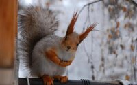 Busy-Little-Squirrel-belka_zveri_ru-Winter.jpg