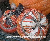CUI_PUMPKIN_TurkishTurban.jpg