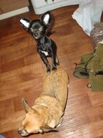 DSC04571.jpg