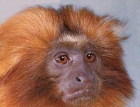 Golden-Marmoset-Monkey-GoldenLionTamarin-face_closeup-by_Linda_Bucklin.jpg