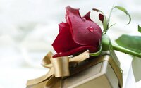 Holidays___Birthday_Red_rose_and_a_birthday_gift_052353_.jpg