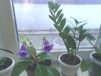 IMG_20160415_112750.jpg