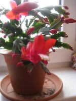 IMG_2904.jpg
