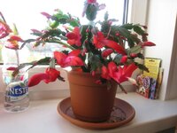 IMG_2905.jpg