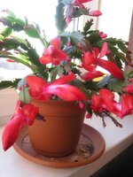 IMG_2906.jpg
