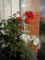 IMG_2910.jpg