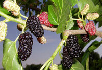 Mulberries.jpg