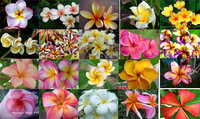 Plumeria_mix_seeds.jpg