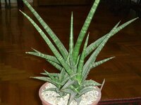 Sansevieria_gracilis.jpg