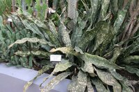 Sansevieria_kirkii.jpg