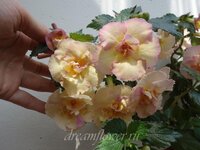 achimenes-yellow-english-rose-6.jpg