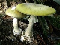 amanita_phalloides.jpg