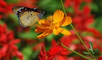 butterfly-suresh.JPG