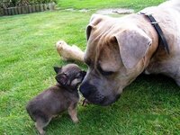 cane-corso-et-chiot-chihuahua_14.jpg