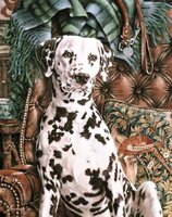 dalmation.JPG