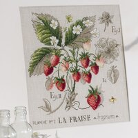 etude-aux-fraises.jpg