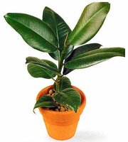 ficus1.jpg