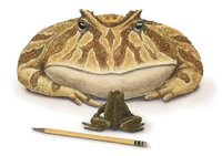 frogs.jpg