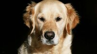 golden-retriever-wallpaper-1366x768.jpg