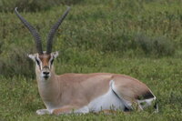 grants_gazelle_cropped.jpg
