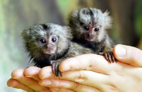 hi-marmoset-monkeys-for-adoption-now-available_1.jpg