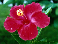 hibiscus1.jpg