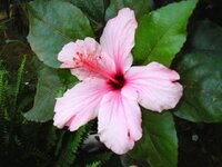 hibiscus_Goree_preview.jpg