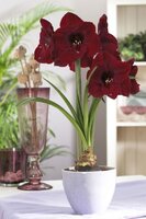 hippeastrum_15a.jpg