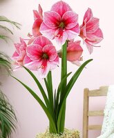 hippeastrum_25.jpg