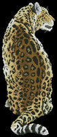 leopard_add.jpg