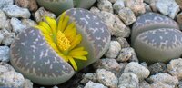 lithops-stroenie.jpg