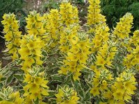 lysimachia.jpg