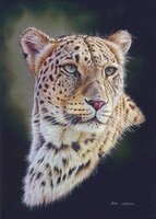 persian-leopard-portrait-eric-wilson.jpg