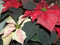 poinsettia.jpg