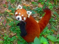 red_panda_03.jpg