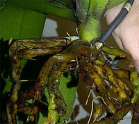 root_rot_orchids.jpg