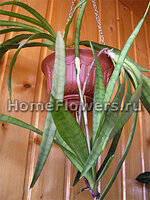 sansevieria_dooneri_01.jpg