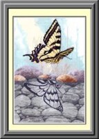 t_sue_coleman_butterfly_reflection_282.jpg