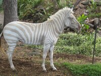 white_zebra_b.jpg