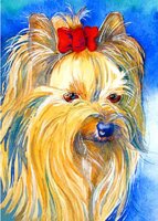 yorkie1.JPG