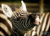 zaebra_off01.jpg